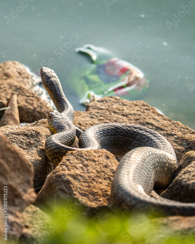 snake in the water