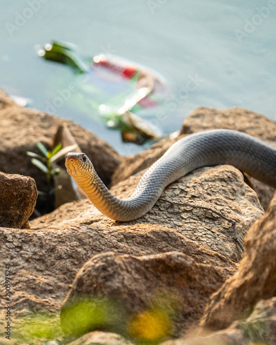 snake on the beach