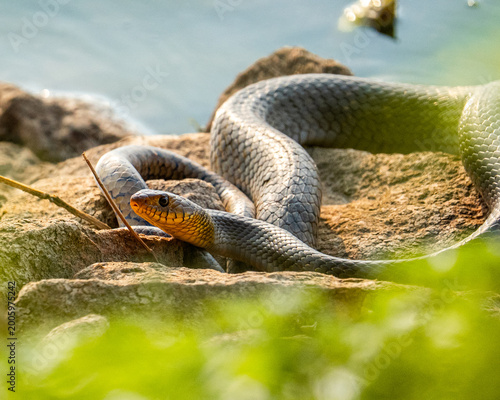 snake in the grass