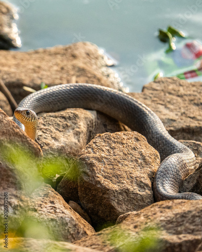 snake on the beach