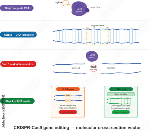 CRISPR Gene Editing Molecular Cross Section Vector