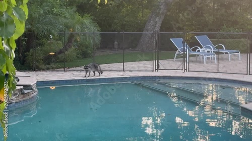 Raccoon in a backyard swimming pool at sunset, Los Angeles, Southern California