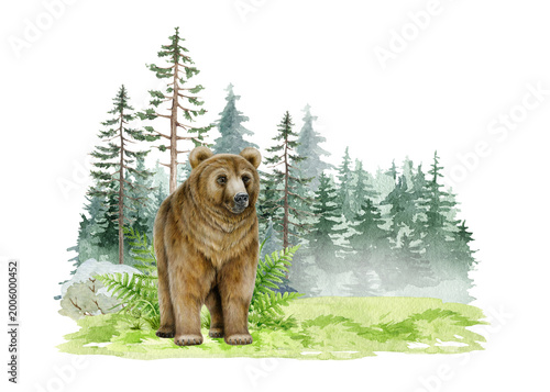 Brown bear in forest landscape with pine trees and greenery. Hand painted woodland animal watercolor png illustration isolated for nursery decor, prints, stickers and nature design.