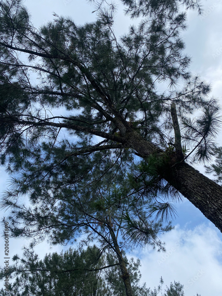 Fototapeta premium tall pine tree against blue sky.