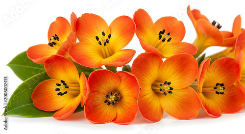 Vibrant orange bloom collection on white