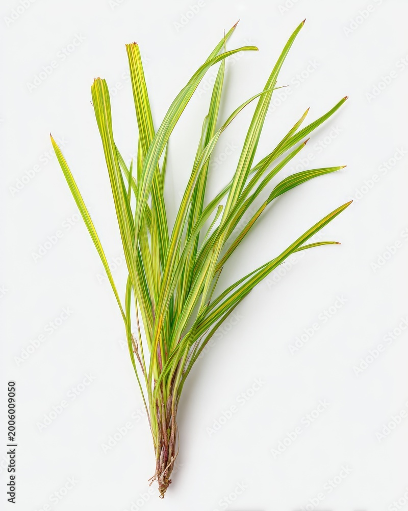Fototapeta premium Green and yellow striped grass against a white backdrop