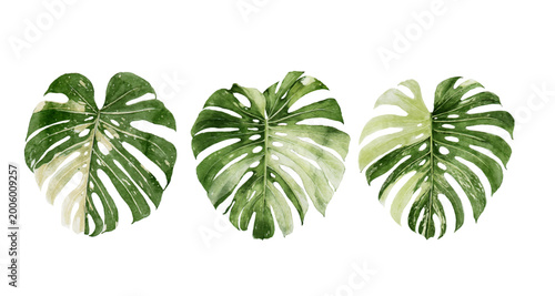 Foto Watercolor Variegated Monstera Deliciosa Leaves Set Isolated on White Background