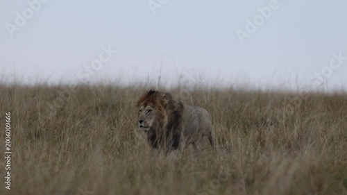 Up a low grassy rise through long savannah grass, a lion male climbs in side-view profile, long-lens compressed silhouette, Masai Mara, Kenya, 4K UHD slow-motion wildlife documentary B-roll