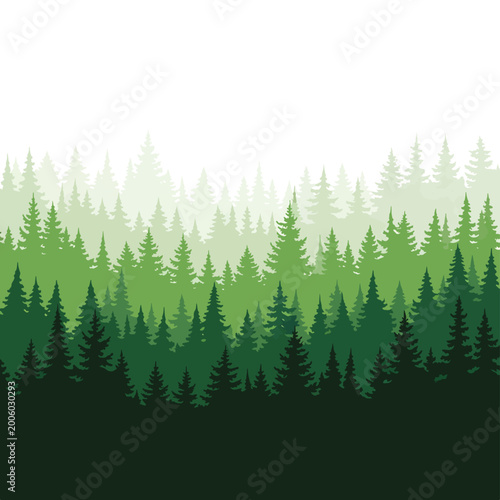 Fotografie Evergreen trees in forest landscape scene.