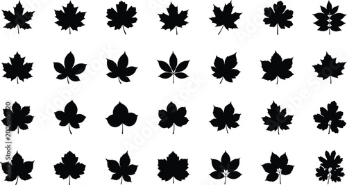 Slika na platnu Black maple leaf silhouettes on white background, arranged in rows maple leaves