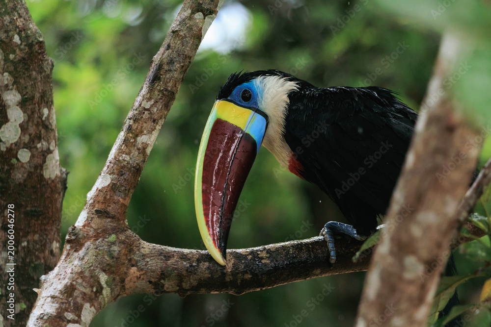 Fototapeta premium Tucán de pico rojo (Ramphastos tucanus)