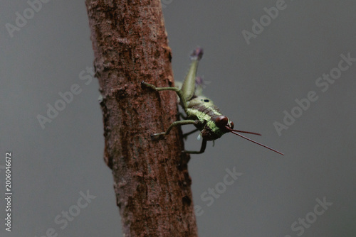 Картината върху платно Saltamontes