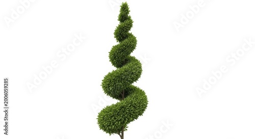 Spiral topiary evergreen tree isolated on white background, manicured boxwood shrub with decorative twist shape, ornamental garden plant for landscaping