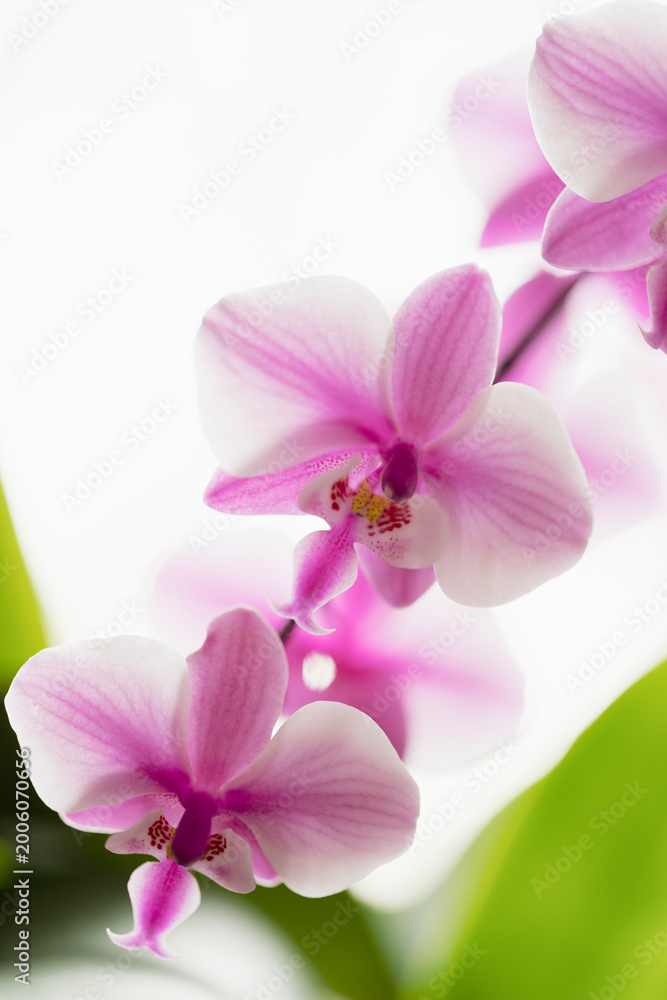 Obraz premium Phalaenopsis schilleriana 'M928', Diagonal Sequence of Flowers