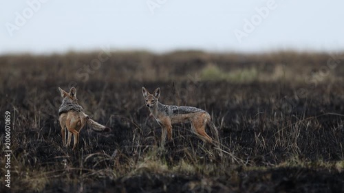 Two black-backed jackals stand together on a charred post-fire savannah, one glancing back over its shoulder, telephoto canid pair, Masai Mara National Reserve, Kenya, 4K UHD safari documentary B-roll