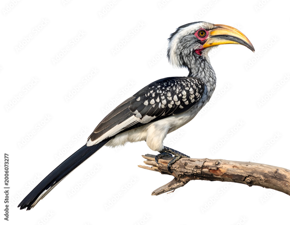 Obraz premium African Grey Hornbill standing on a branch isolated on transparent png