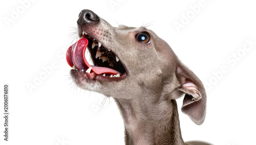 Foto Greyhound dog with mouth open and tongue out, isolated on transparent background