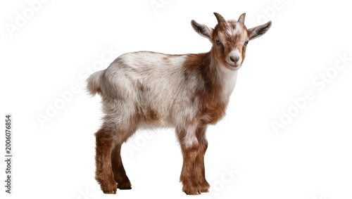 Foto Young brown and white goat standing, isolated on transparent background
