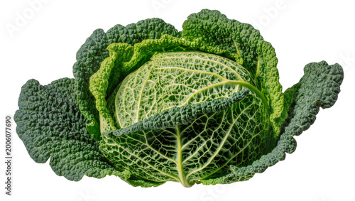 Obraz na płótnie Fresh green savoy cabbage with textured leaves, isolated on transparent backgrou