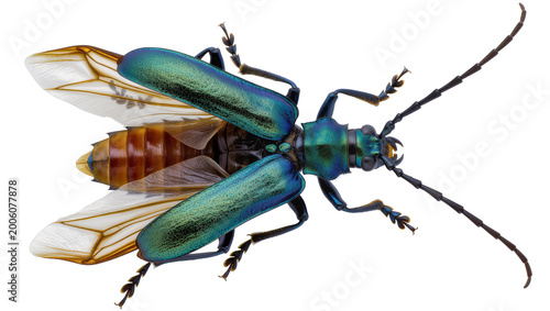 Bild auf Leinwand Iridescent blue beetle with spread wings and segmented abdomen, isolated on tran