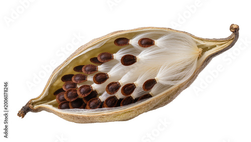 Billede på lærred Milkweed seed pod with brown seeds and white fluff, isolated on transparent back
