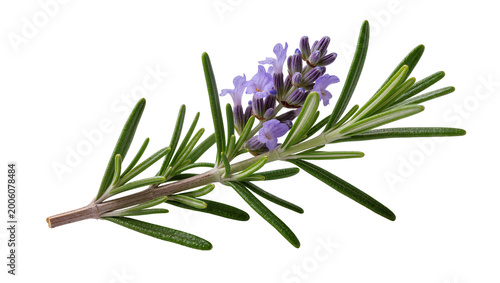 Фотография Fresh rosemary sprig with delicate purple flowers, isolated on transparent backg