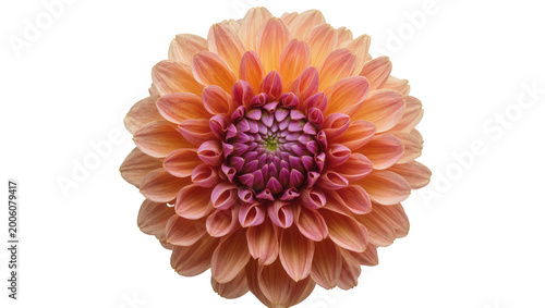 Bild auf Leinwand Peach and pink dahlia flower with intricate petal layers, isolated on transparen