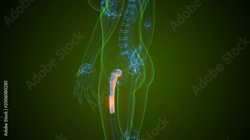 Hip bone anatomy. 3d render