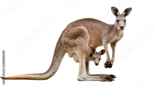 Tableau sur toile Mother kangaroo with joey in pouch, isolated on transparent background