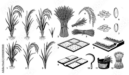 Fotografie Rice plant and grain field illustration set agriculture harvest vector isolated