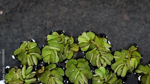 Salvinia minima (Salvinia minima Baker), an exotic floating aquatic plant. It functions as a natural air purifier, aquarium shade, and algae preventative. It's ideal for a healthy pond ecosystem