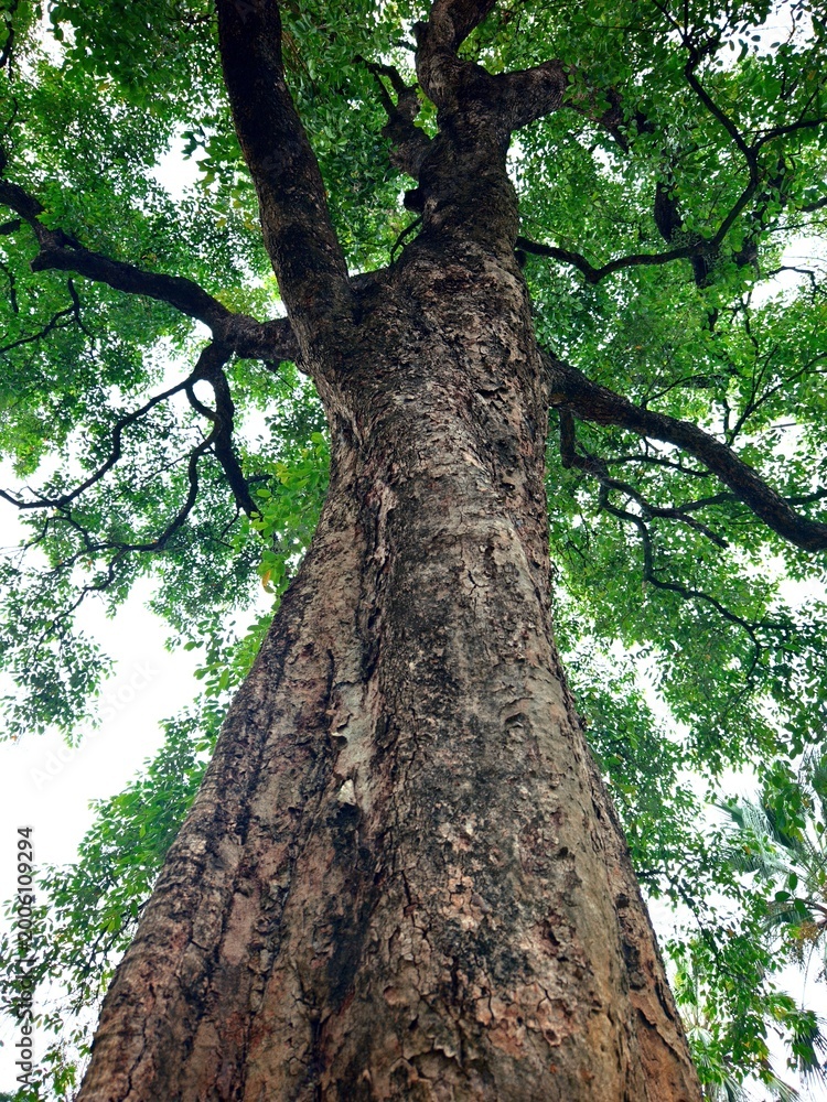 Fototapeta premium old oak tree