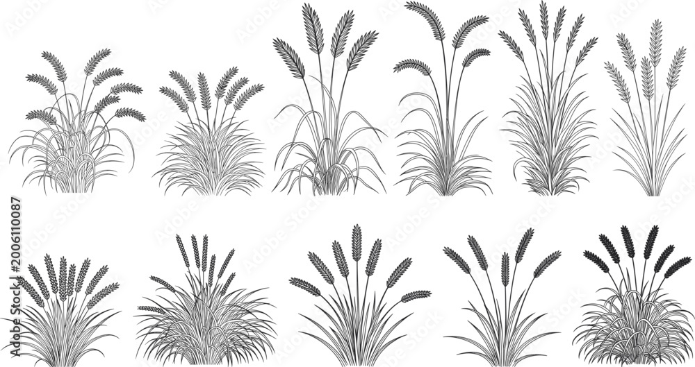 Fototapeta premium Black and white of various grass stalks and seed heads