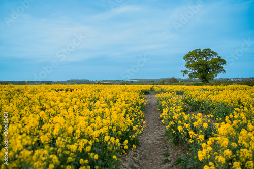 Path leading through blooming yellow rapeseed field with lone tree under blue sky, spring agricultural landscape for farming, rural nature and sustainability concepts