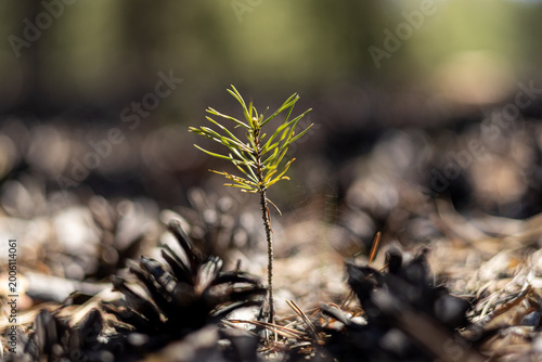 Young Pine Sapling Growing Among Pine Cones in Forest.