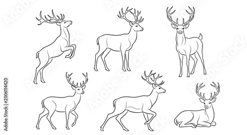 Deer set, collection of hand-drawn vector sketches for wildlife design