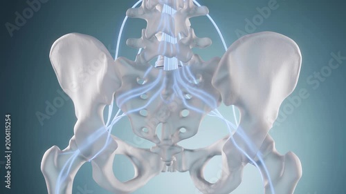 Detailed 3D rendering of human pelvis, lower spine, and intricate nerve pathways.