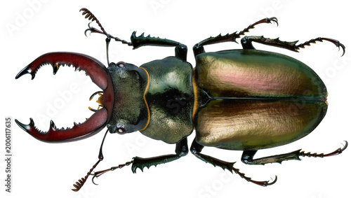 Large stag beetle with prominent red mandibles, isolated on transparent background
