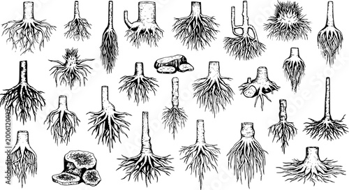 Tableau sur toile Detailed Hand-Drawn Collection of Plant Root Systems: Botanical Sketch of Variou