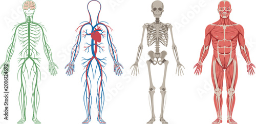 Tableau sur toile Human body systems set nervous circulatory skeletal and muscular anatomy vector
