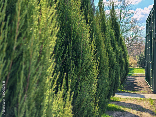 Obraz na plátne Perspective View of Columnar Juniperus Virginiana Skyrocket Hedge