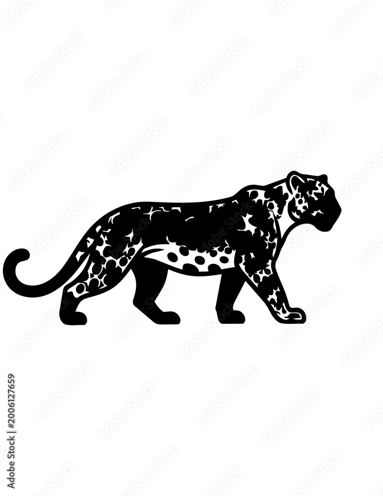 Fototapeta premium Black Leopard Walking Side View.