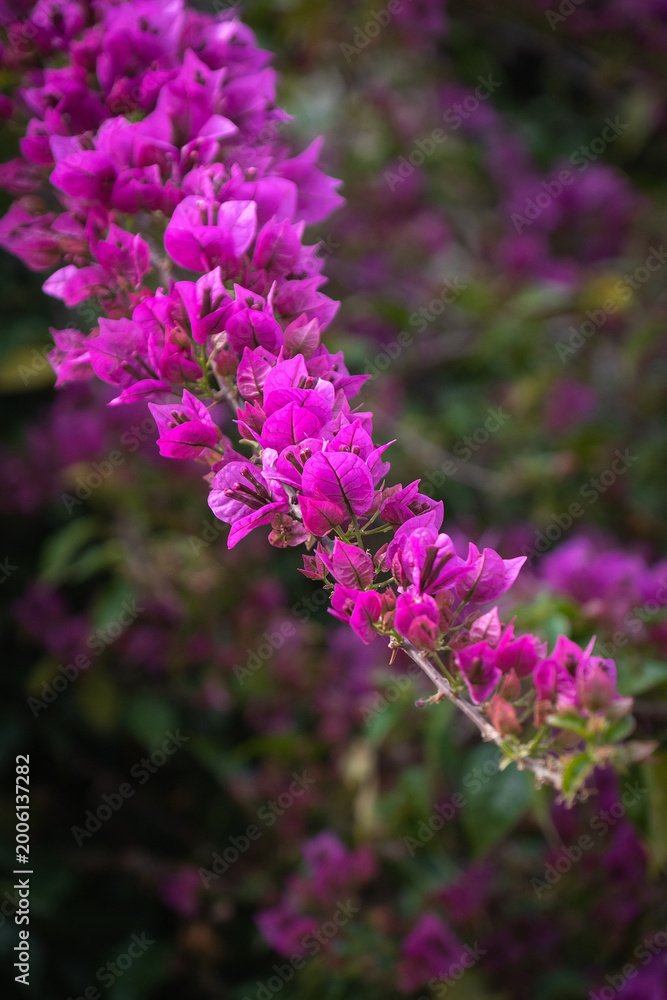 Obraz premium Bougainvillea branches, leaves, and flowers.