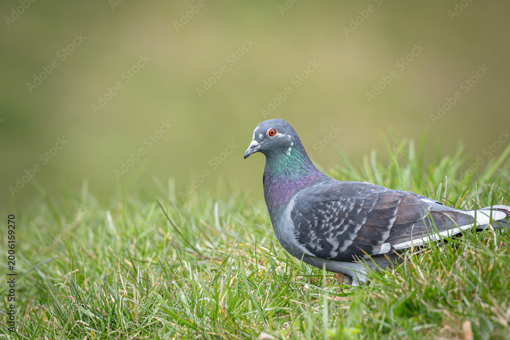 Fototapeta premium pigeon on grass