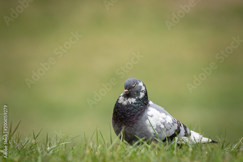 pigeon on the grass