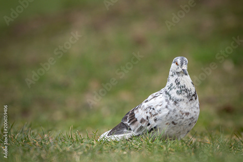 bird in the grass