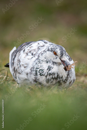 close up of a bird