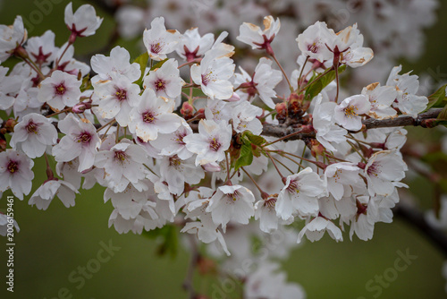 cherry tree blossom
