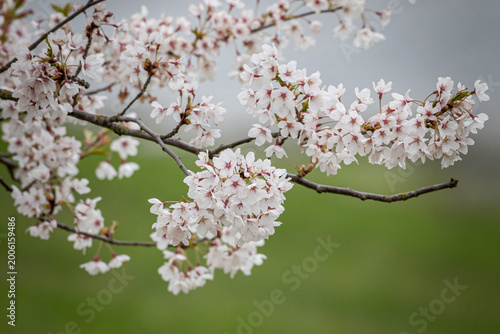 cherry blossom in spring