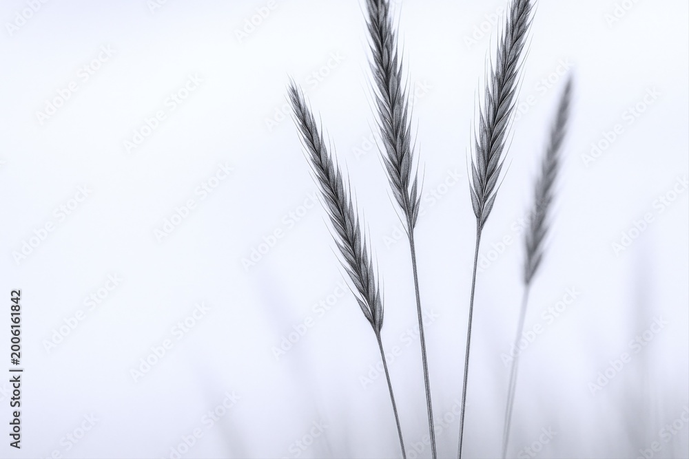 Fototapeta premium Close up Macro Shot of Delicate Wheat Stalks Silhouetted Against a Soft, Bright, Airy White Background